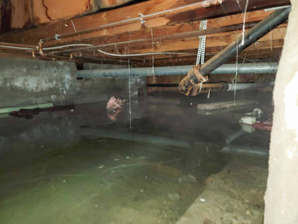 Best Water damage restoration near me  in La Joya, TX